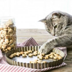 Cat Appetizing Treats