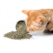Cat Catnip and Grass