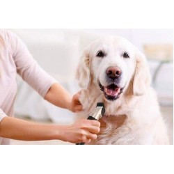 Dog Brushes, Clippers and Blow Dryers