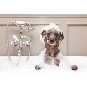 Dog Shampoos and Conditioners 